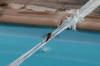 A regular visitor to the swimming pool