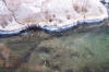 A line of dead oysters