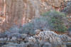 Rocks and Bushes