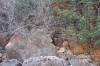 Spot the Rock Wallaby