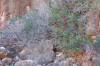 Spot the Rock Wallaby