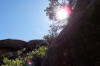 Yet another lens flare photo