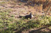 A bird sat outside the villa