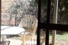 A small bird on the patio chairs