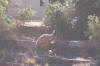An emu outside the villa