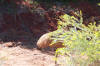 An emu outside the villa