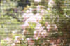 The flowers through the mesh